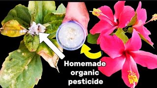 Easiest way to control AphidsMealybugsWhite insects on Hibiscus using homemade organic pesticide [upl. by Gregrory974]