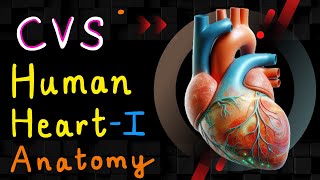 Human Heart  Part 01 Anatomy  Cardiovascular System  CVS Anatomy [upl. by Euqinim326]