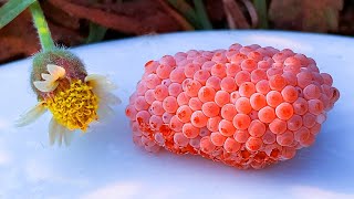 Invasive snail eggs crushed  Apple snail Eggs ASMR 🐌21 [upl. by Mort404]