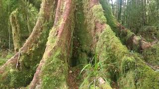 Te ARAROA NZ HARDEST TRAIL SECTION in the NORTH ISLAND [upl. by Iroak339]