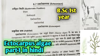 Ectocarpus algae In hindi  BSc first year botany 1st semester Microbiology and plant pathology [upl. by Toile]