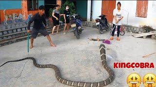 snake fight to death cobra fight King Cobra vs Black Mamba fight [upl. by Enal]