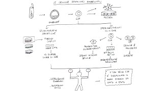 Le cellule staminali embrionali [upl. by Birecree950]