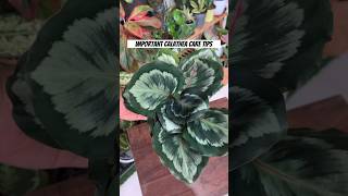 IMPORTANT CALATHEA CARE TIPS  all about CALATHEA  don’t kill your calathea follow these steps [upl. by Hilbert]