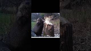 🦫Beaver पेड़ कैसे काटते हैं  How Beave Cut Down Tree By Wild Adventures [upl. by Idyak492]