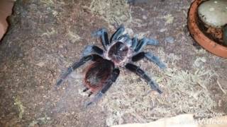 Brachypelma albiceps or Brachypelma Vagans [upl. by Bekah]