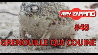 Une grenouille qui couine fou rire à TPMP avec la Fouine clash chez les chtis [upl. by Anuahsar]