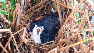 Mother Bird Keeps Chicks Safe From Thunderbolt amp Heavy Rainstorm 11 – Soaked Waterhen in Rain E208 [upl. by Dwayne]