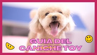 Perro Caniche Toy  Enano donde comprar en España [upl. by Isadora222]