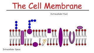 The Cell Membrane [upl. by Kolva]