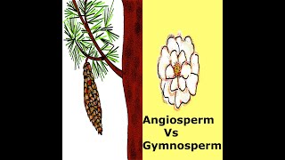 Angiosperms Vs Gymnosperms in Plants  Kidz Learn Applications™ [upl. by Tripp11]