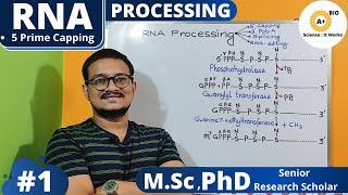 RNA Processing  5 Prime Capping of mRNA [upl. by Sup]