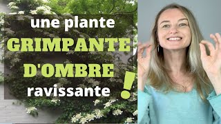 Une plante GRIMPANTE dOMBRE ravissante [upl. by Mcclary]