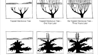 Tree Pruning Chapter 1 [upl. by Alag]