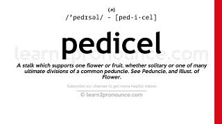 Pronunciation of Pedicel  Definition of Pedicel [upl. by Zumstein]