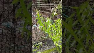 Pazhuthara chedi  പഴുതാര ചെടി gardening exoticplant ytshorts thembragarden [upl. by Sandler]