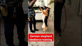 German shepherd obedience training session 96 shorts [upl. by Locklin125]