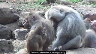 Social grooming in Hamadryas Baboons Papio hamadryas [upl. by Baese]