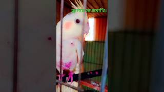 ড্রাগন দিয়েছি খেতে মেখে ফেলছে।mylovebird lovebird sweetbird [upl. by Airotkiv]