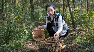 （乌天麻）Gastrodia elata looks like a bug make it into Chinese food ｜药材一样可以做成中国美食｜野小妹 wild girl [upl. by Onek]