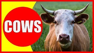 COW VIDEOS FOR KIDS  Facts about Cows for Children Preschoolers and Kindergarten [upl. by Stevy316]