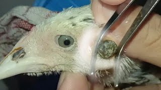 Removing bump in chicken  after 1 month [upl. by Brookhouse]