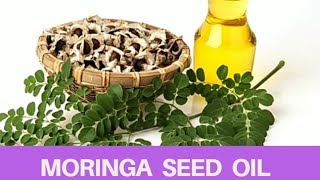 How to Extract Moringa Oleifera Seed Oil at home amp Other Health Benefits [upl. by Sucul]