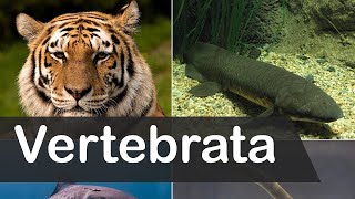 Vertebrata class 11  general characteristics of Vertebrates [upl. by Greenes]