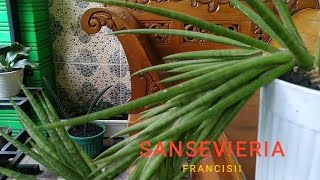 Sansevieria Francisii [upl. by Sparks232]