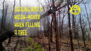 Dealing with a “Widow Maker” when Felling a Tree Tutorial Series  Episode 2woodlandmills [upl. by Neirual]