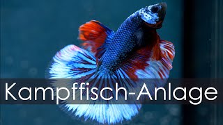 Unsere KampffischAnlage  So halten wir 150 Kampffische  AquadoZoo Dortmund [upl. by Moina]