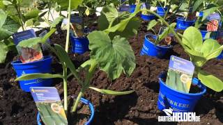 Mediterranes Beet  garrtenHELDENde Pflanztipp der Woche 182014 [upl. by Zonda]