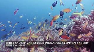 Reef fish 1편 산호초의 작고 예쁜 물고기들 [upl. by Hinze]