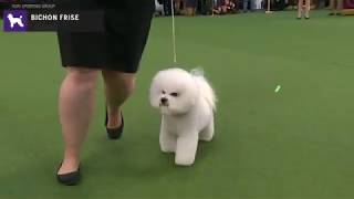 Bichons Frises  Breed Judging 2020 [upl. by Aldis339]