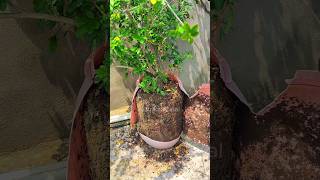 Transplanting of madhu kamini flower garden gardening shorts plant plants diy [upl. by Adelice]