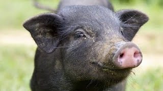 Pig Eating Sounds for ASMR  Relaxing Food Videoquot [upl. by Archaimbaud]