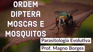 Entomologia  Ordem Diptera [upl. by Joris567]