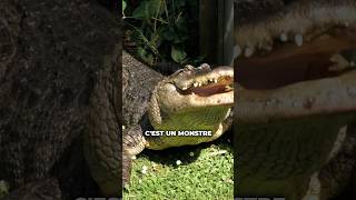 Cest un monstre  et en  il est pas content  🐊 ft INFFAUNEOfficiel [upl. by Felic]