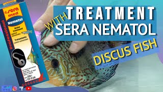 SERA NEMATOL TREATMENT FOR DISCUS FISH  part 3 of the treatment [upl. by Hairaza]