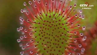 Drosera A magical plant that hunts insects CCTV English [upl. by Suixela]