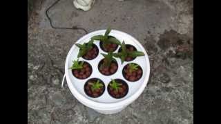 How to Take Cuttings using the AeroPot Aeroponics [upl. by Even282]