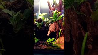 How To Create A Tiny Shrimp Aquarium 🦐 [upl. by Yngiram]