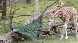 Giraffe and the peacock [upl. by Camp]