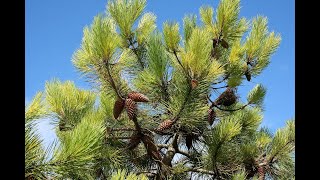 Сосна5 Pinus5 Хвойные растения36 Conifers36 Декоративные растения [upl. by Mcneil]