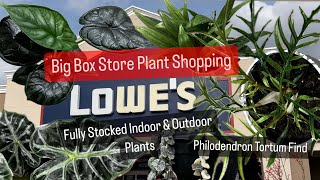 Big Box Store Plant Shopping Lowes Houseplants and Outdoor Plants Philodendron Tortum Plant Find [upl. by Harhay]