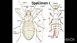 WAEC 2024 Agricultural Science practical specimen Agric science practical Explained [upl. by Aleahs]