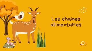 Les chaines alimentaires  Vidéo [upl. by Gualterio]