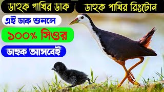 Dauk Pakhir Dak  ডাহুক পাখির ডাক  Sura ruak ruak  Dakuk Bird Sound  Dahuk Pakhi Shikar [upl. by Lleihsad]