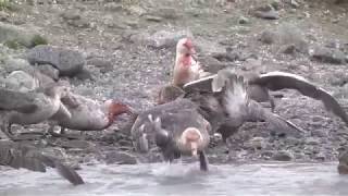 Polar carnage – Giant Petrels fighting over and eating a dead King Penguin [upl. by Enautna]