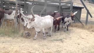 Safari West Watusi Cattle [upl. by Tarrant]